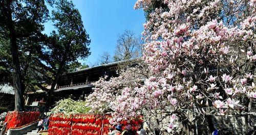 二乔玉兰开花时间及特点（探究二乔玉兰的生长规律和繁殖方式）