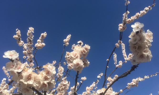 春天里，杏花开满大地（探寻杏花盛开的时节与美丽）