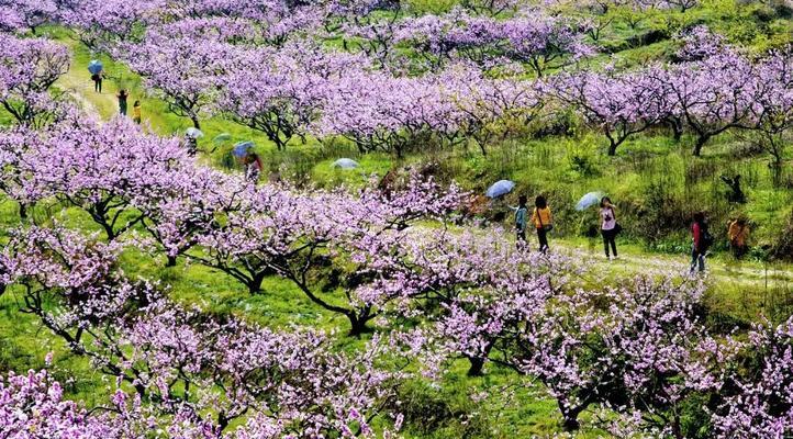 浅谈几天的桃花花期（探寻桃花花期的神秘面纱）