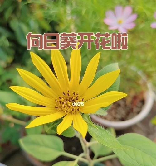 向日葵开花期长短解析（探究向日葵开花期及影响因素）