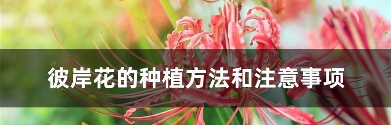 彼岸花的养殖方法与注意事项（打造花园中的瑰丽盛景）