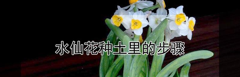 土培水仙花的种植技巧（从土壤选择到浇水方法，全面指南让你轻松栽种）