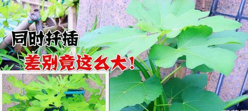 无花果繁殖方法（种植无花果，从这里开始）