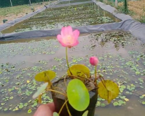 盆栽睡莲的种植方法（轻松在家打造美丽水景）