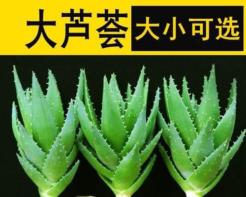 水培芦荟的养护全攻略（打造健康美丽的室内绿植）