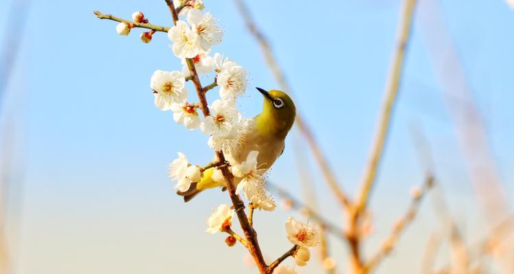 梅花的象征意义（探究梅花背后的文化内涵）