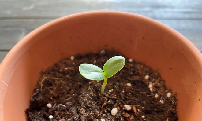 如何管理玫瑰盆栽的芽？