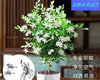 九里香的种植与养护方法（打造清新芬芳的家庭园林）