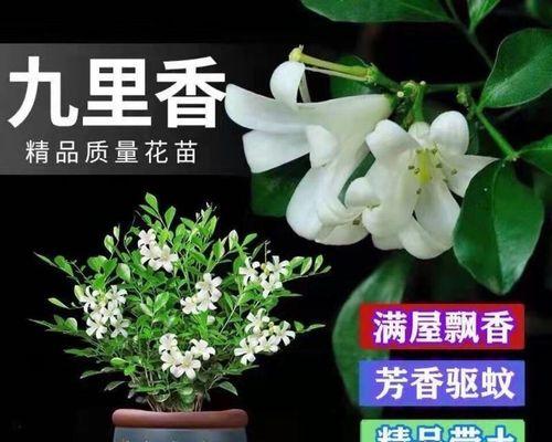 九里香的种植与养护方法（打造清新芬芳的家庭园林）