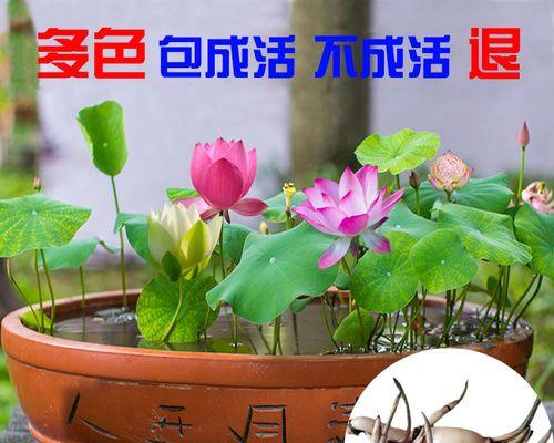 水上花卉的种植方法（学会种植碗莲和睡莲，打造水上花园）