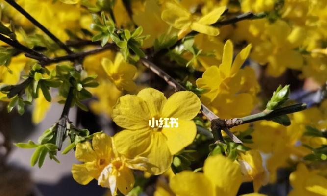 迎春花春季修剪指南（迎春花修剪的时间、方法和注意事项）