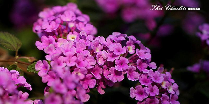 紫花马缨丹的花期（探秘紫花马缨丹的美丽花期与生长规律）