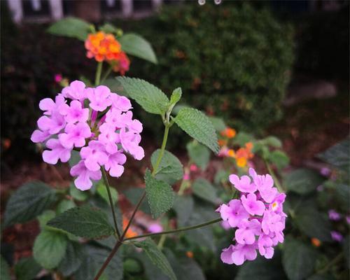 紫花马缨丹的花期（探秘紫花马缨丹的美丽花期与生长规律）