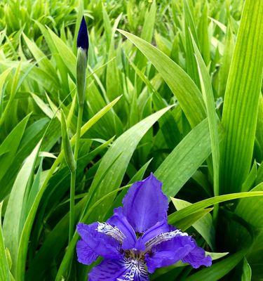 蓝蝴蝶花的养殖全攻略（种植、管理、繁殖一网打尽，让你轻松拥有美丽的蓝色世界）