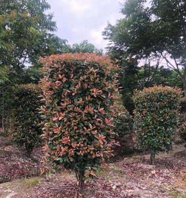 红叶石楠的种植与养护（让你的院子变成火红海洋）