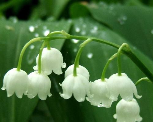 铃兰花的养殖与护理（打造优美芳香的家居花卉生活）