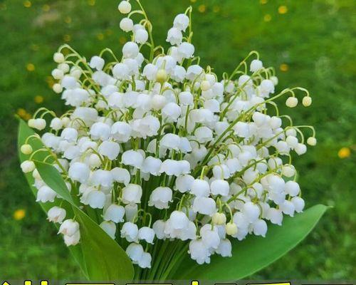 铃兰花的养殖与护理（打造优美芳香的家居花卉生活）