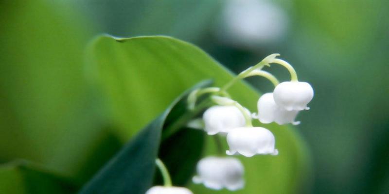 铃兰花的养殖与护理（打造优美芳香的家居花卉生活）