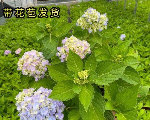 探秘绣球花开花时间（绣球花开花月份、绣球花的花期、如何保护绣球花开花等）