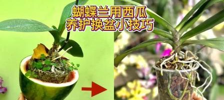 蝴蝶兰换盆指南（蝴蝶兰种植技巧、如何更换盆土）