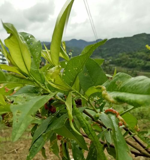 《如何预防和治疗桃树叶子发黄卷曲》