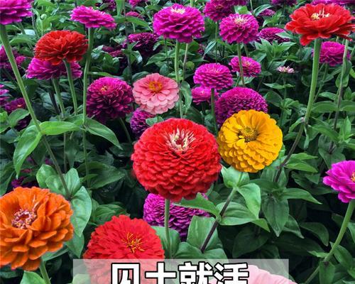 百日草养殖知识详解（百日草开花时间及养殖技巧，让你轻松入门）