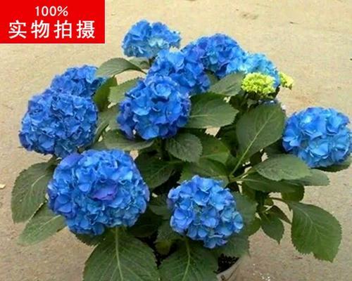 养护八仙花，打造美丽园林（小贴士助你轻松管理，养活八仙花）