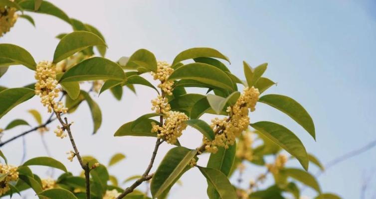 赏析桂花之美（秋季桂花开放时间、花语、历史及文化渊源）