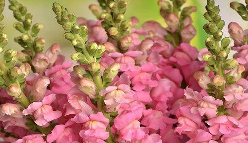 金鱼草花期介绍（金鱼草开花时间和花语）