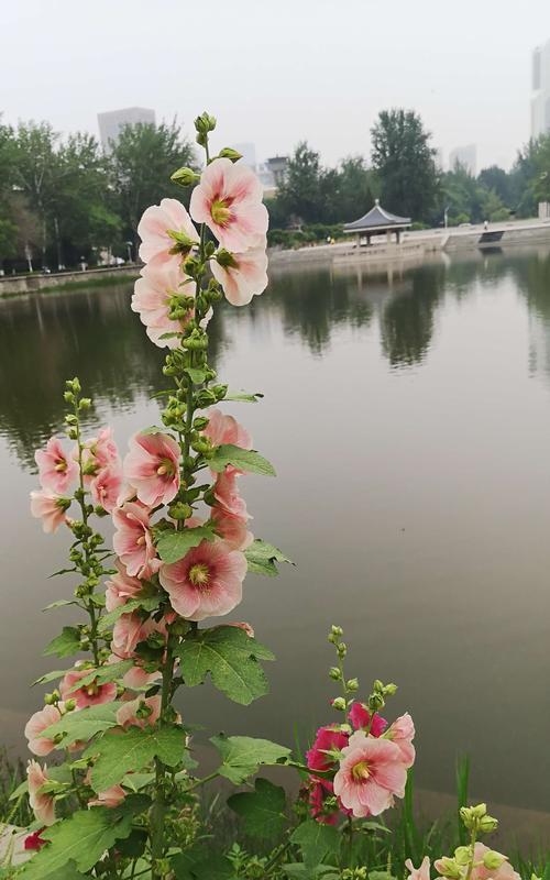 蜀葵花期揭秘（蜀葵开花的时间、开花规律与注意事项）