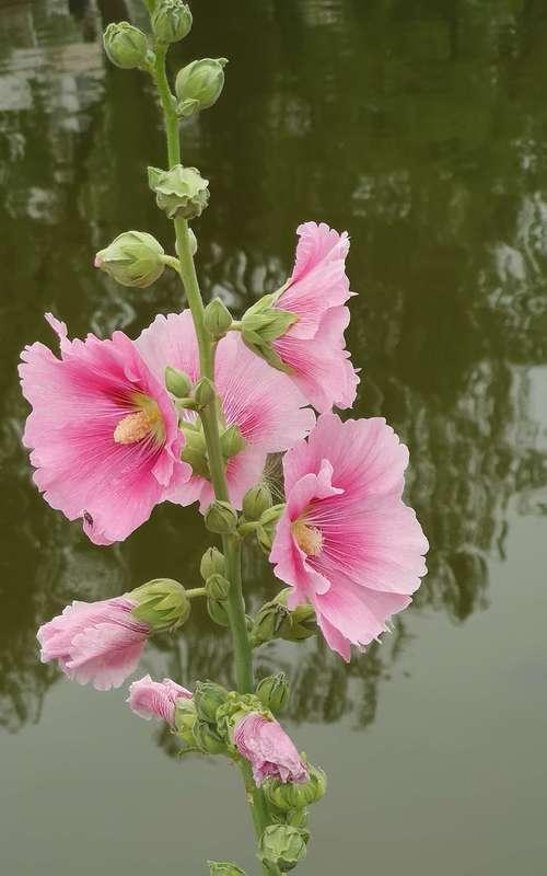 蜀葵花期揭秘（蜀葵开花的时间、开花规律与注意事项）