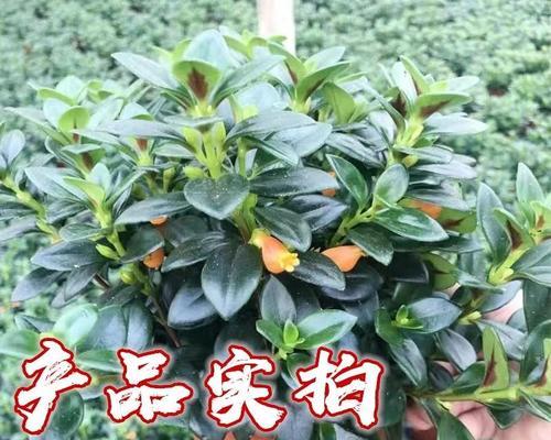 阳台上最旺财的植物种类（养阳台植物，选对品种才是王道）