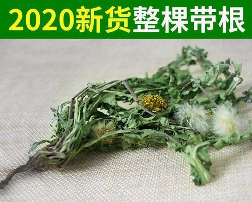 蒲公英的根与叶子哪个更好？（探讨蒲公英不同部位的药用价值）