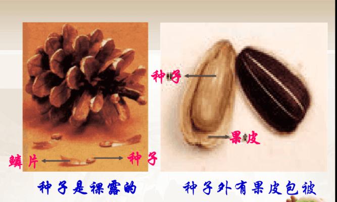 种子萌发的条件（从温度到水分，了解种子萌发的必要条件）