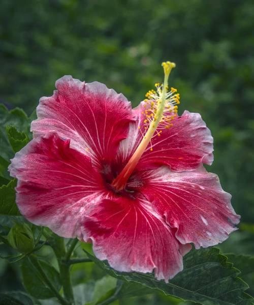 如何让芙蓉花重新焕发生机（掌握方法，让芙蓉花连年开花）