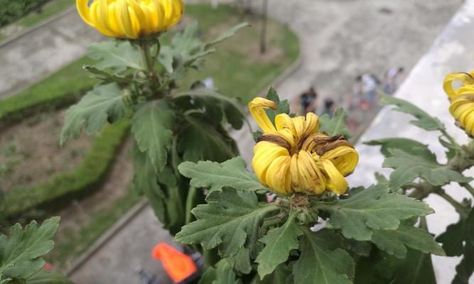 菊花施肥的最佳时期（掌握正确的施肥时间，让菊花更美丽）