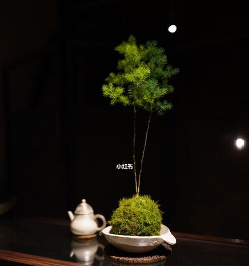 苔玉种植全攻略（从购买到养护，教你轻松打造美丽苔玉盆栽）