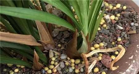 兰花草的全面养殖指南（从选种到繁殖，轻松掌握兰花草的生长技巧）