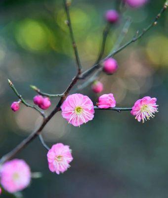 一枝春，一朵独特的花（探究一枝春的生长习性与鲜艳之美）