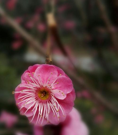 一枝春，一朵独特的花（探究一枝春的生长习性与鲜艳之美）