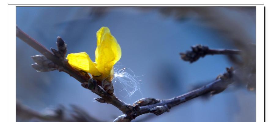 一枝春，一朵独特的花（探究一枝春的生长习性与鲜艳之美）