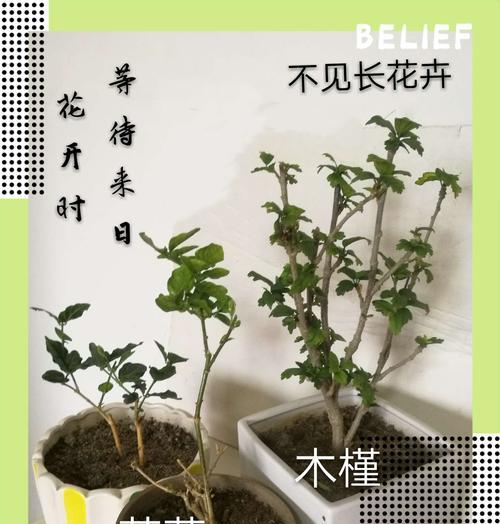 新手种花养花入门4大知识要点（从零开始学会养花，让生活更美好）