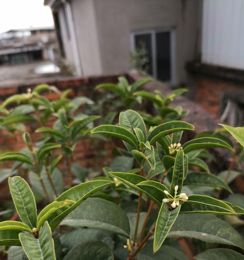 四季桂花中的“金桂花”最为珍贵（揭秘四季桂花家族，金桂花是何等身份）