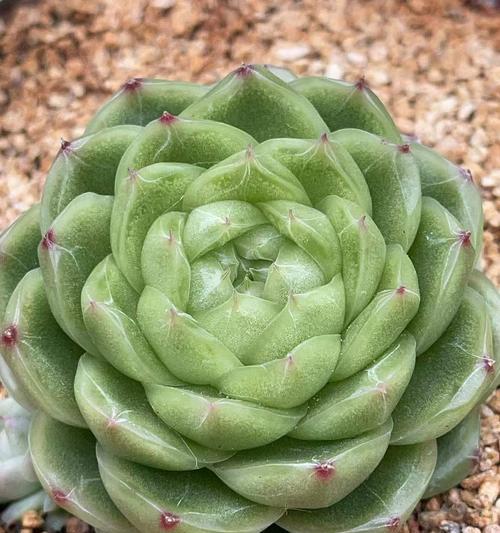 多肉植物名称大全（探索多肉植物的丰富多彩）