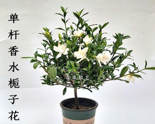 了解小叶栀子花的花期（探秘小叶栀子花盛放的季节，体验春日之美）