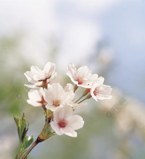 迎接春天，赏花不停（品味春天的美妙，寻找最具代表性的花朵）