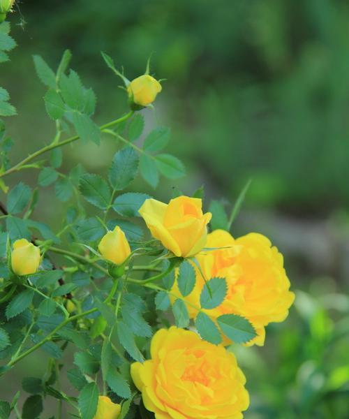 迎接春天，赏花不停（品味春天的美妙，寻找最具代表性的花朵）