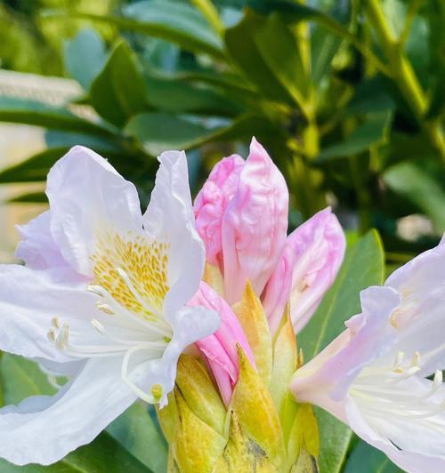 迎接春天的杜鹃花开放季节（春天，让我们一起欣赏杜鹃花的绚烂）