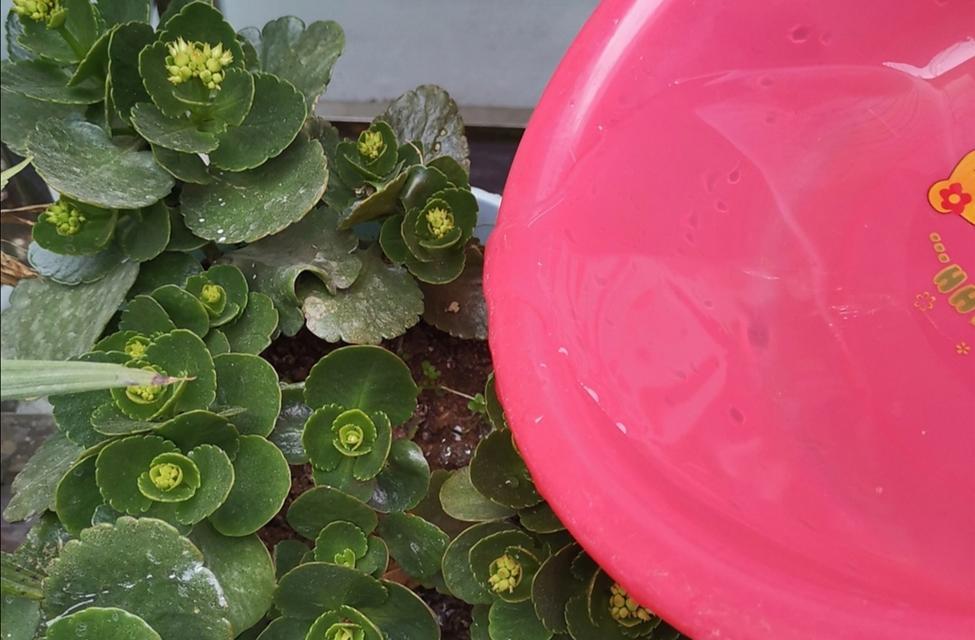 冬季花草养护指南（保护植物健康度过严冬寻找温暖的居住地）