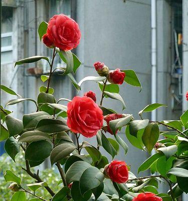 山茶花的养殖（从种植到花期细节全解析）